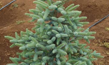 Colorado Blue Spruce