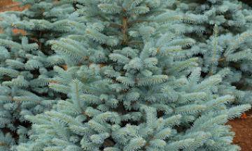 Colorado Blue Spruce