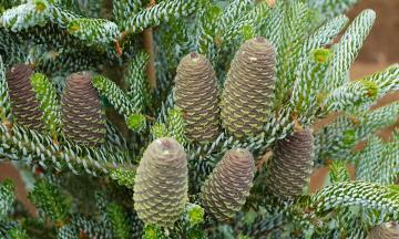 Colorado Blue Spruce