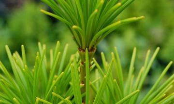 Tree Frog Trees