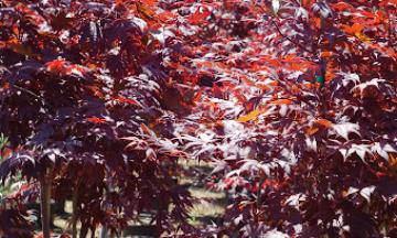 Red Japanese Maple