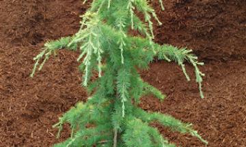 Deodar Cedar