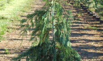 Yellow Cedar