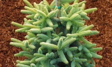 abies pinsapo